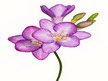 3Д тавани К-Екстрийм -  опънати тавани с картини - FLOWERS 59 - Цветя.